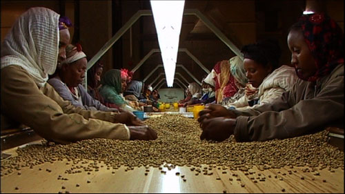 people sorting coffee beans